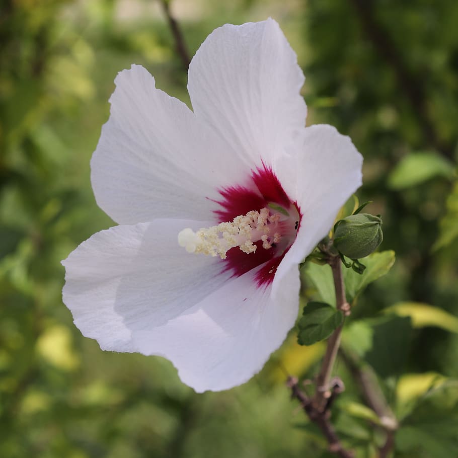 white, hollyhock flowers selective-focus photography, rose of sharon, rose, sharon, hibiscus syriacus, hibiscus, syricus, flower, flowers