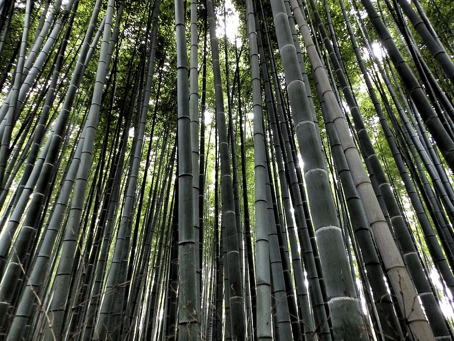 arashiyama, bamboo forest, japan, tree, bamboo, forest, bamboo - plant, land, bamboo grove, tranquility