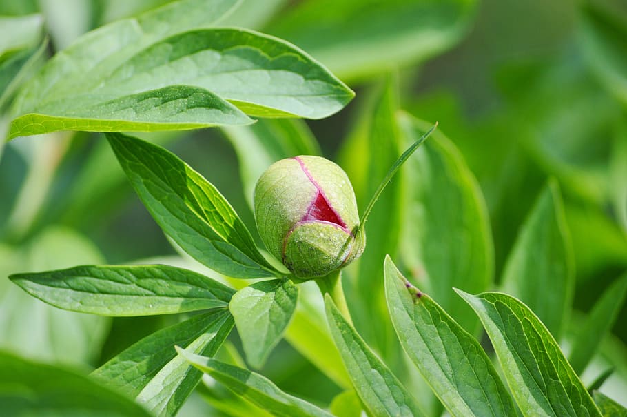 花 つぼみ 牡丹 牡丹のつぼみ フラワーガーデン 赤 ブルーム 自然 葉 植物 Pxfuel