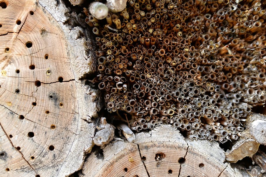Wood, Holes, Twigs, Bee, Hotel, bee hotel, insect hotel, insects, living, nature