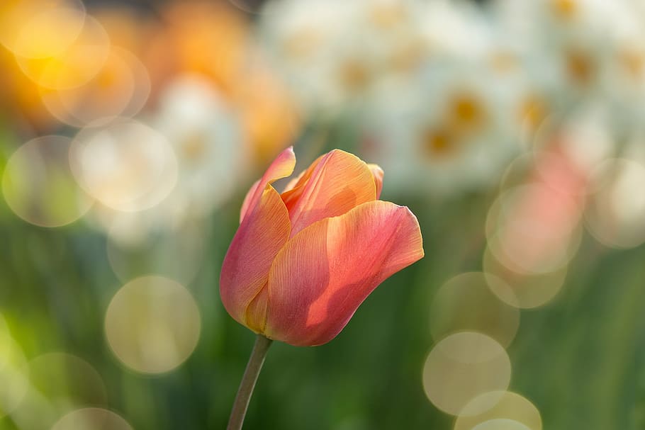 selective, focus photography, pink, petaled flower, tulip, red, flowers, spring, nature, spring flower