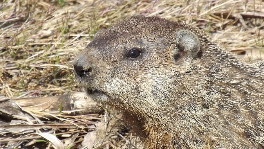 closeup, photography, beaver, groundhog, woodchuck, whistlepig, animal, rodent, animal wildlife, animal themes