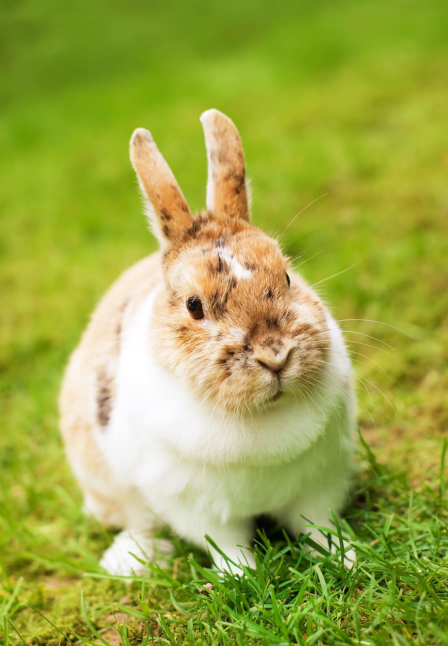 tan, white, rabbit, grass, filed, brown, nature, hare, in the, easter