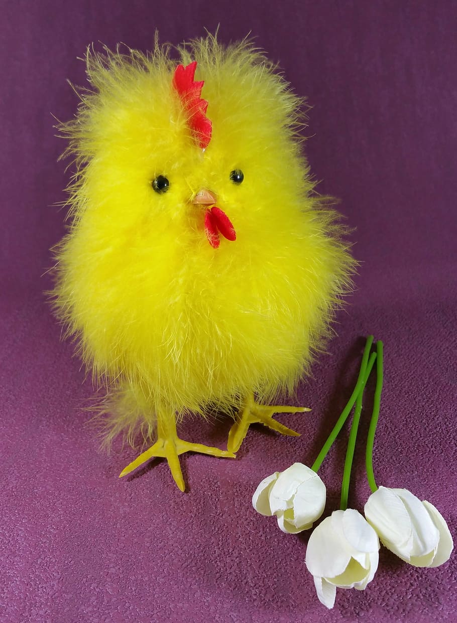 easter, chicks, chicken, hahn, cute, tulips, domestic animals, livestock, bird, chicken - bird