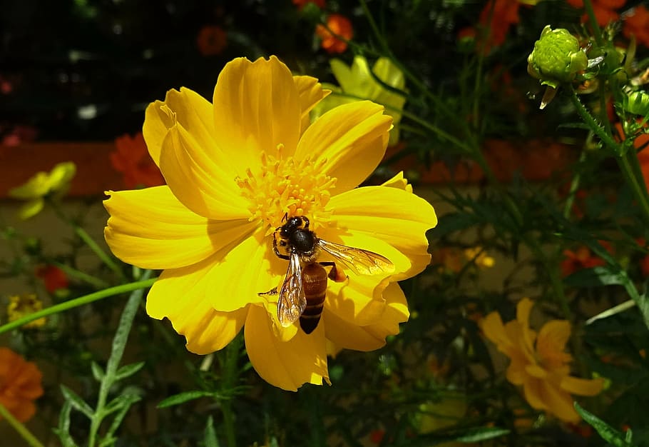 bunga, kosmos, kuning, kosmos sulphureus, lebah, lebah madu, flora, taman, tanaman, alam