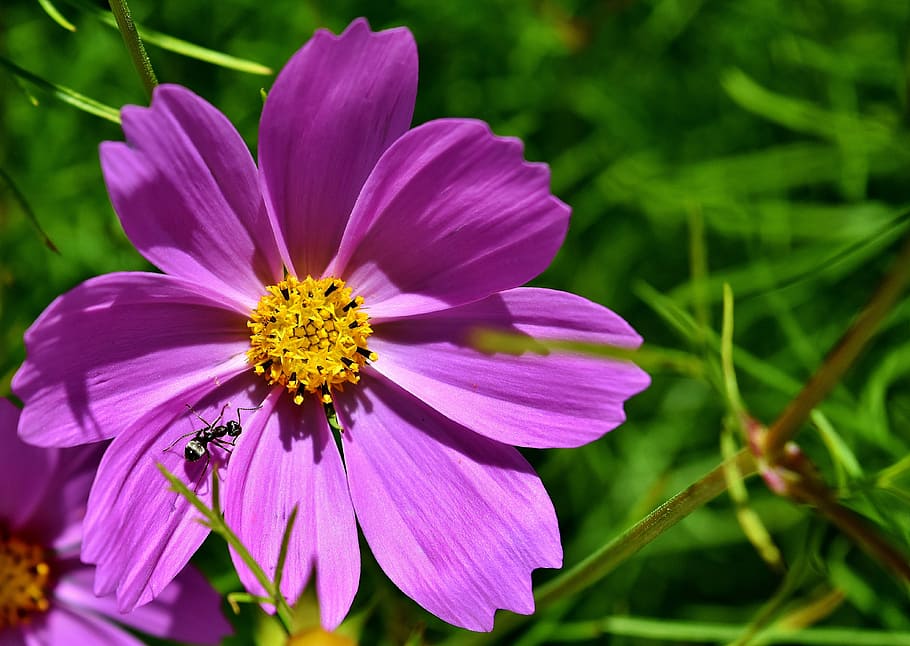 Flower, Purple, Ant, Insect, Nature, garden, summer, petal, beauty in nature, flower head