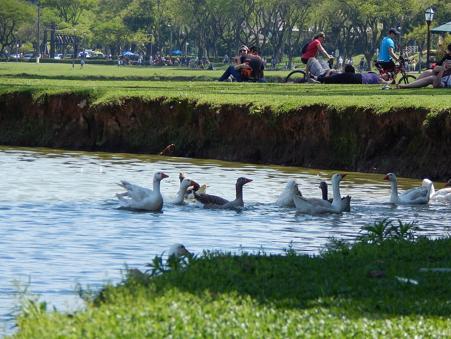 water, birds, grass, park, picnic, ducks, lake, group of animals, animals in the wild, vertebrate