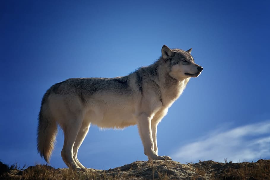 wolf, blue, sky, predator, wildlife, montana, nature, outside, clouds, animal themes
