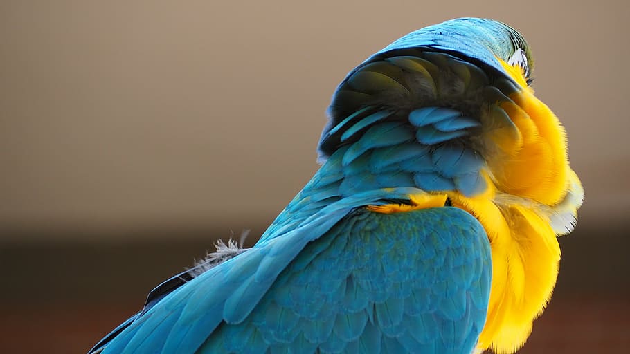 macaw, biru, kuning, burung, paruh, hewan, bayan, alam, margasatwa, warna-warni