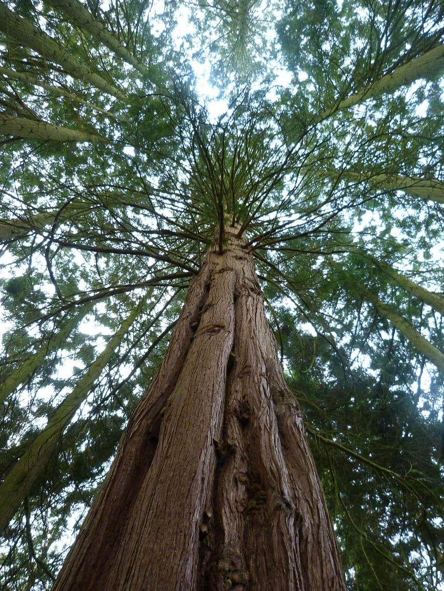 redwood, sequoia, flora, tree, nature, tree Trunk, forest, outdoors, branch, woodland