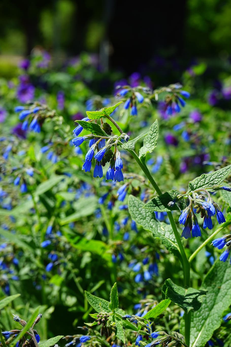 Flowers, Bush, Rough Comfrey, blue, flower, symphytum asperum, caucasus feverfew, raublattgewächs, boraginaceae, flora