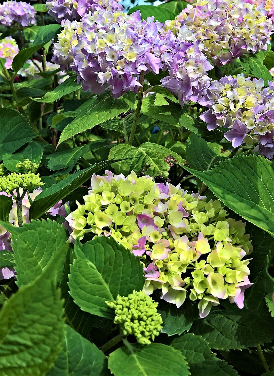 Hortensia, arbusto ornamental, flores, verde, violeta, rosa, umbelas  grandes, hoja, color verde, púrpura | Pxfuel