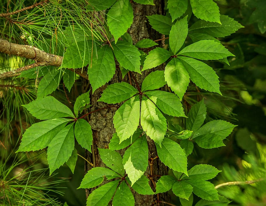 virginia creeper, parthenocissus quinquefolia, five leaved ivy, woodbine, decidous vine, plant part, leaf, green color, growth, plant