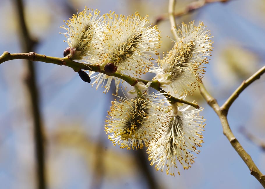 wildflower, flower, willow, catkin, salix, close-up, spring, floral, plant, natural