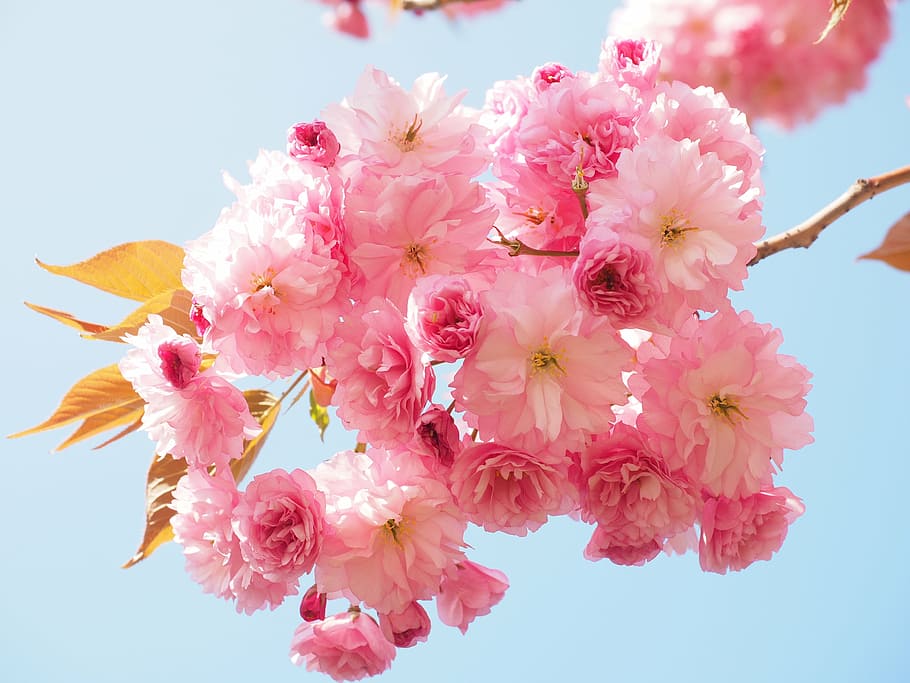 rosa, flores, plantar, dia, flor de cerejeira, cereja japonesa, cheiro, flor, cerejeira japonesa, cerejeira ornamental