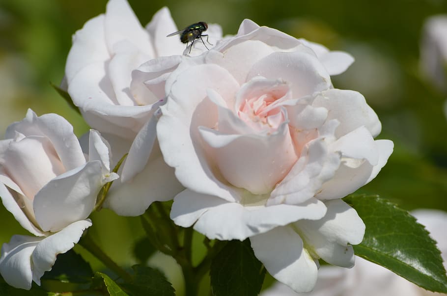 White Roses, Fly, Flowers, Nature, roses, flower, plant, petal, close-up, beauty In Nature