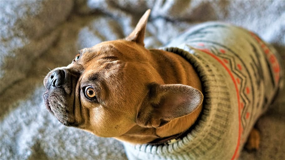french bulldog, dog, eyes, view, nose, portrait, animal portrait, background, bokeh effect, winter sweater
