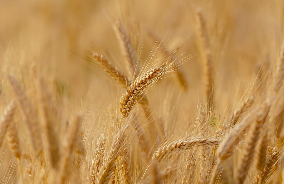 ladang gandum, siang hari, gandum, ladang, musim semi, musim panas, perancis, epi, gandum durum, sereal