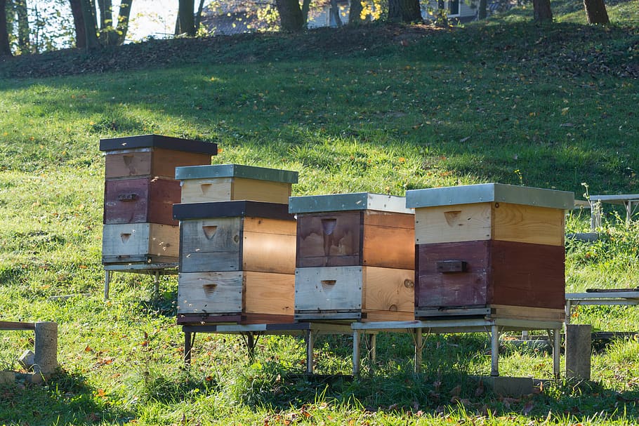 ul, ule, bees, beekeeping, pasieka, honey, bee-keeping, bee, land, grass