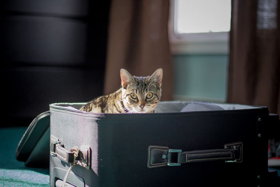 brown, tabby, cat, suitcase, travel, kitten, animal, pet, vacation, cute