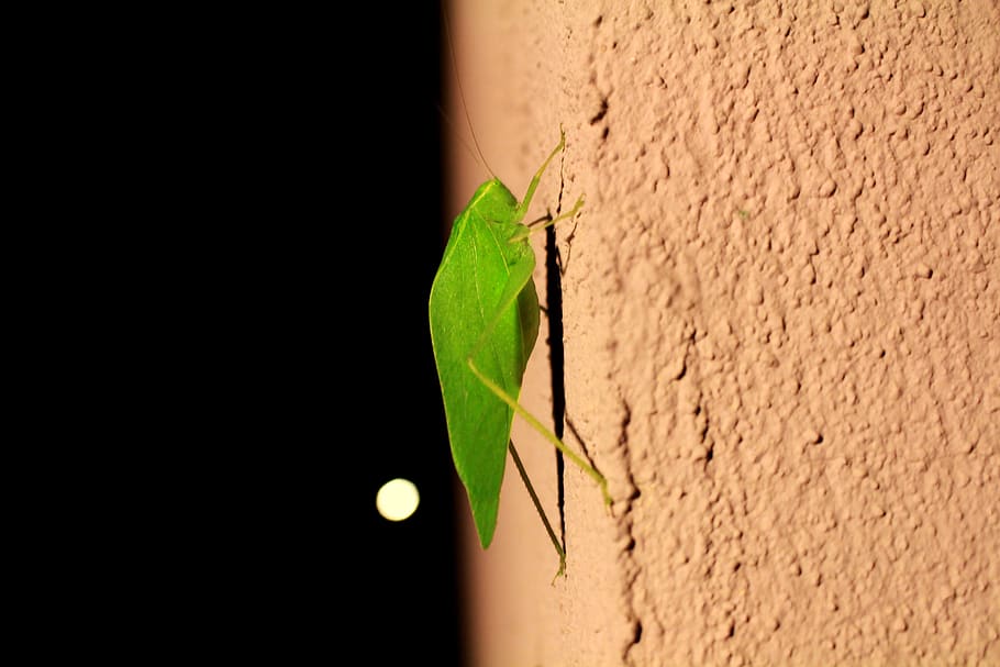 katydid, bush cricket, cricket, grasshopper, leaf bug, bug, bugs, insect, insects, nighttime