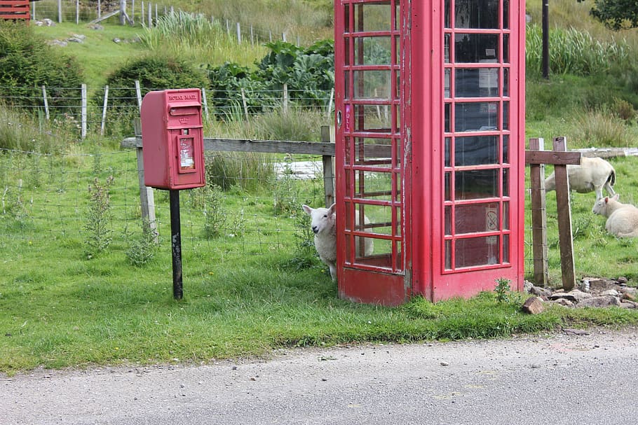 sheep, phone booth, royal mail, scotland, call, payphone, animals, red, public, england