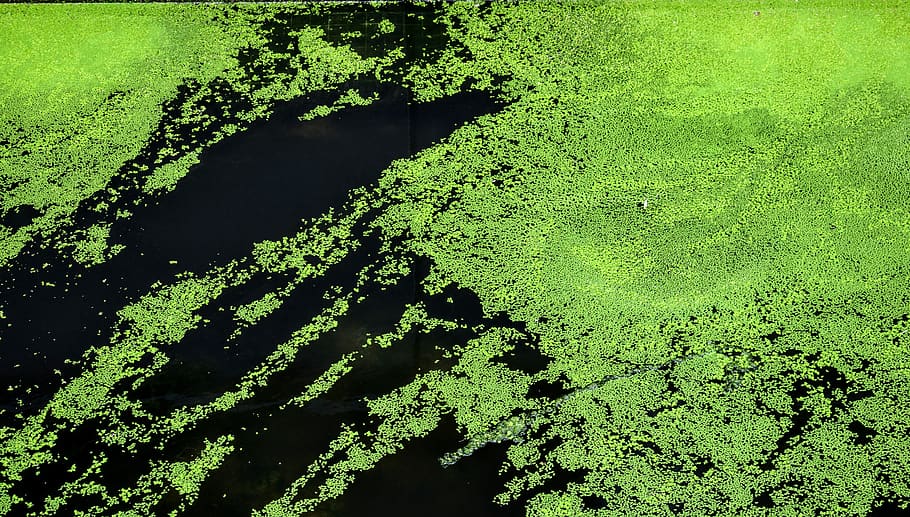 algae, green, abstract, nature, water, marine, lake, seaweed, landscape, green color