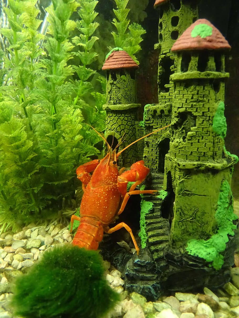 crayfish, crustacean, red, pincers, crayfish river, rak red, protected, fluvial, shell, macro