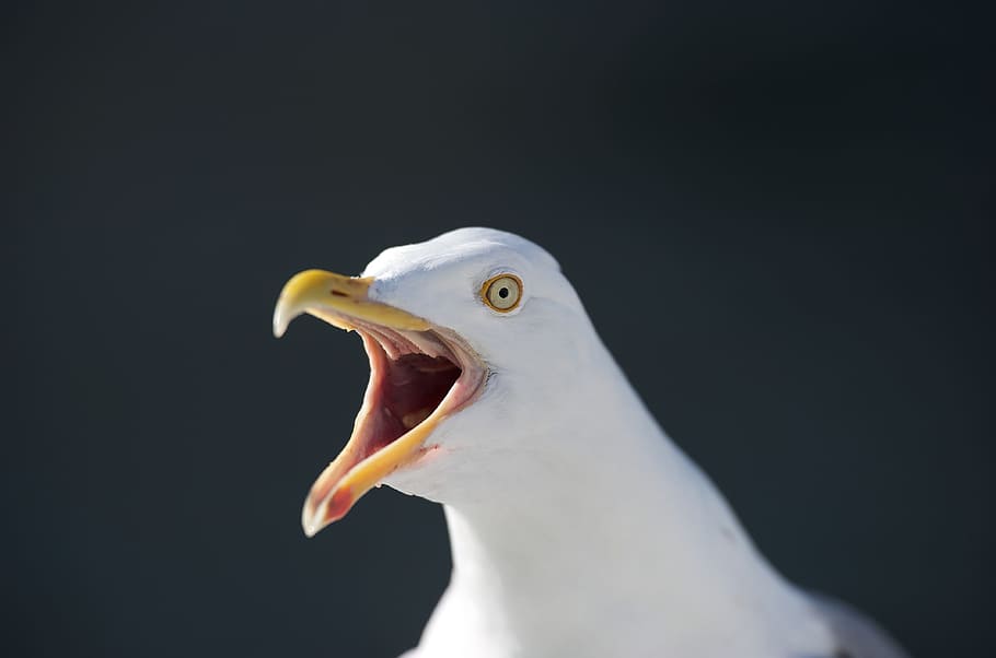 white seagull, Seagull, Norway, Hurtigruten, Svolvær, bird, animal, bill, beak, nature