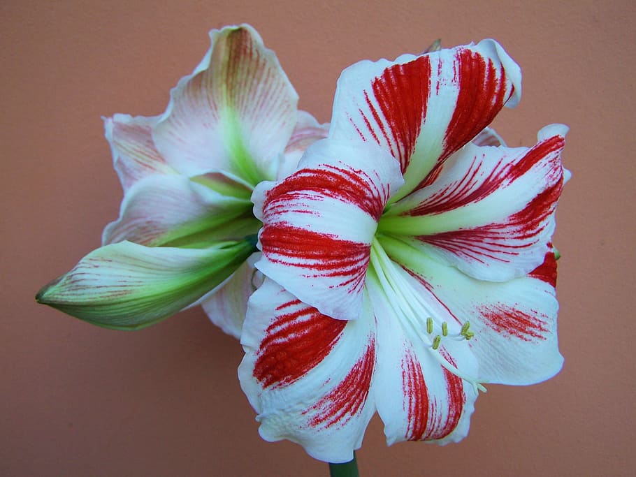 amarilis, flores rojas y blancas, flor de cebolla, frescura, primer plano, rojo, interior, flor, planta floreciendo, planta