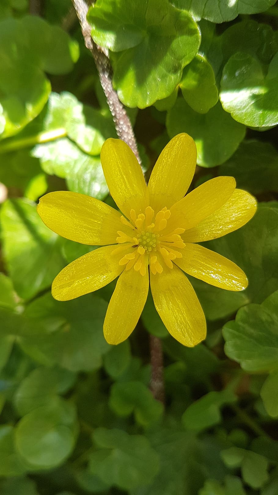 Buttercup, Yellow, Bloom, Spring, Flower, freshness, nature, fragility, leaf, beauty in nature