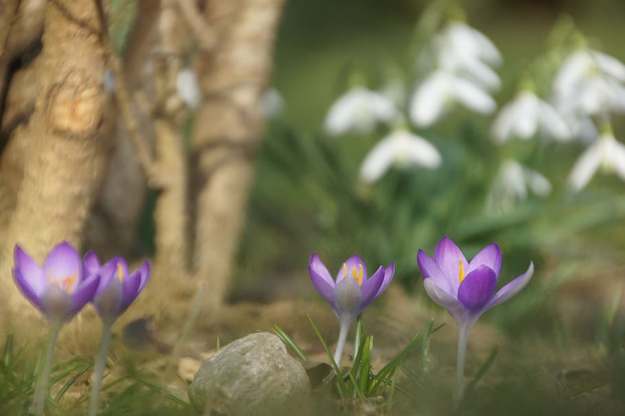 spring, flower, purple, nature, crocus, snowdrop, flowering plant, plant, freshness, beauty in nature