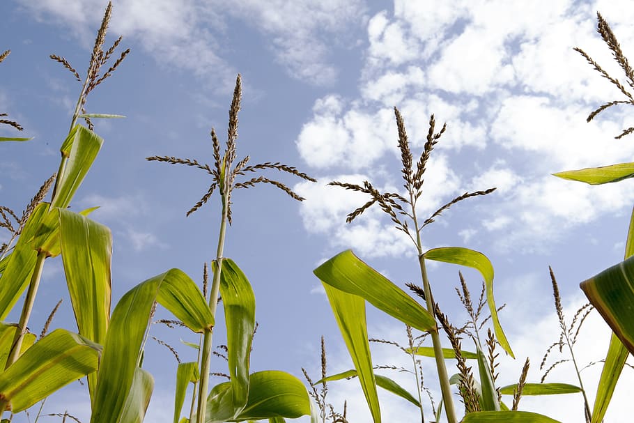 corn, corn field, sky, hdr, plant, growth, cloud - sky, nature, leaf, plant part