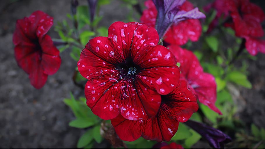 flor, flor rosa, agua, gotas de lluvia flor, pensamiento, lecho de flores,  planta ornamental, rosa, rojo, flor roja | Pxfuel