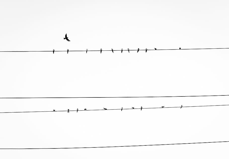bird, power line, power, line, birds, power lines, animals, sky, animal themes, animals in the wild