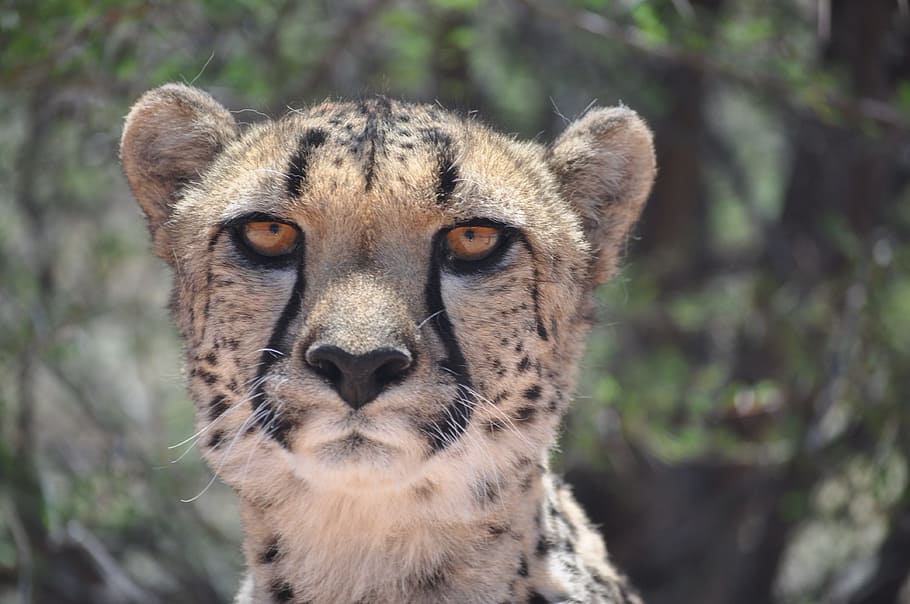 tomado, durante el día, guepardo, depredador, gato, animal salvaje, namibia, domesticar, velocidad, carnívoros