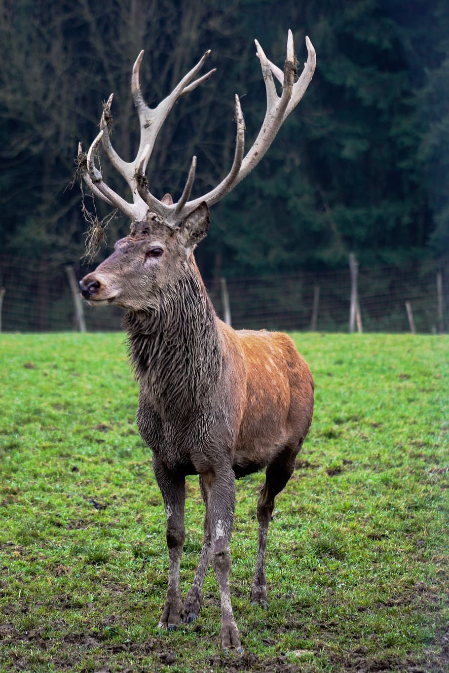 hirsch, salvaje, animal, mundo animal, mamífero, asta, bosque, prado, marrón, macho