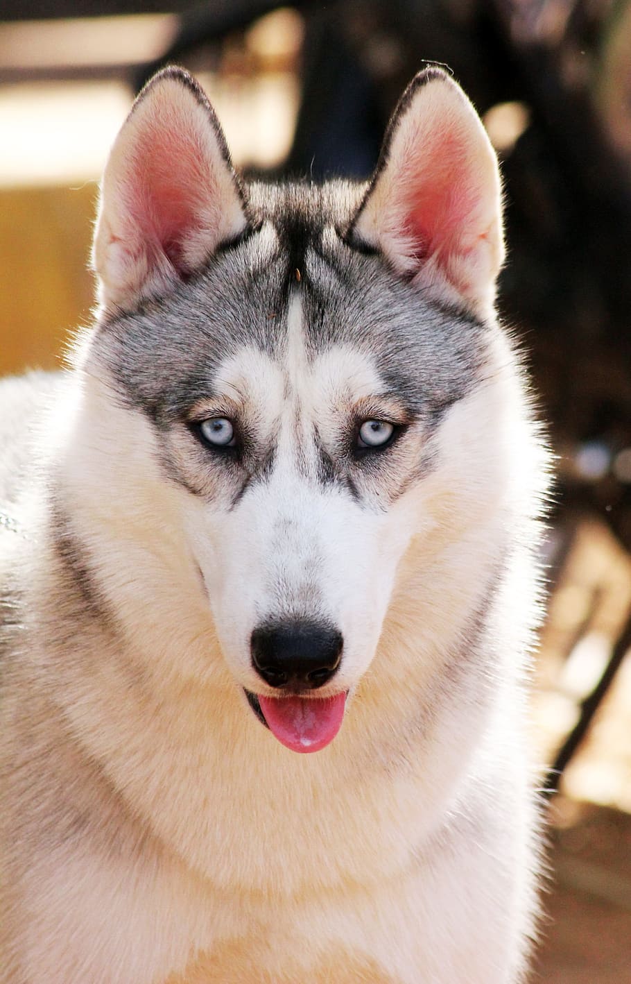 bokeh photography, siberian, husky, bokeh, photography, Siberian Husky, dog, pet, animal, canine