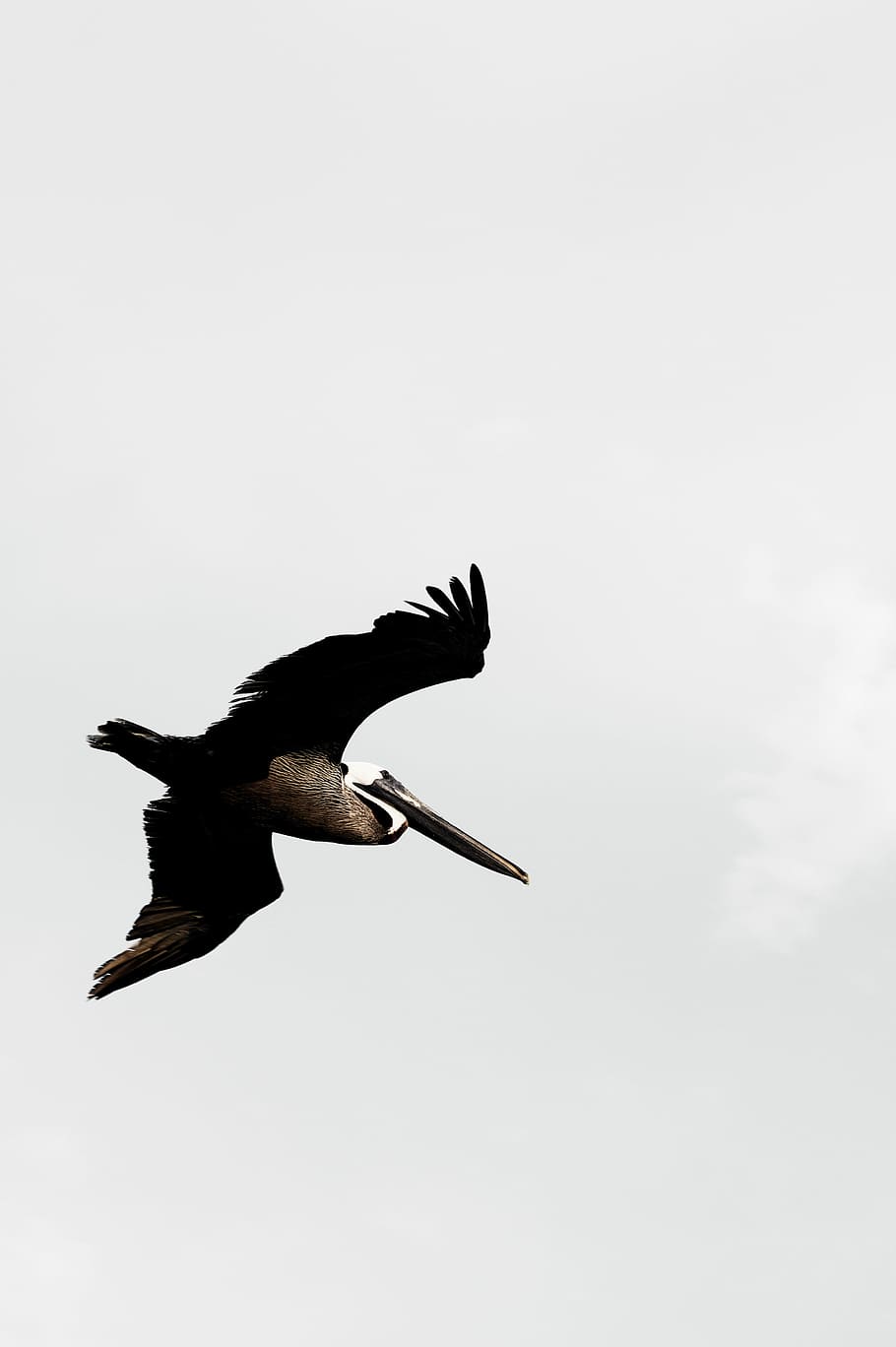 white, black, large-sized bird, flying, daytime, large-sized, bird, birds, brown, gray