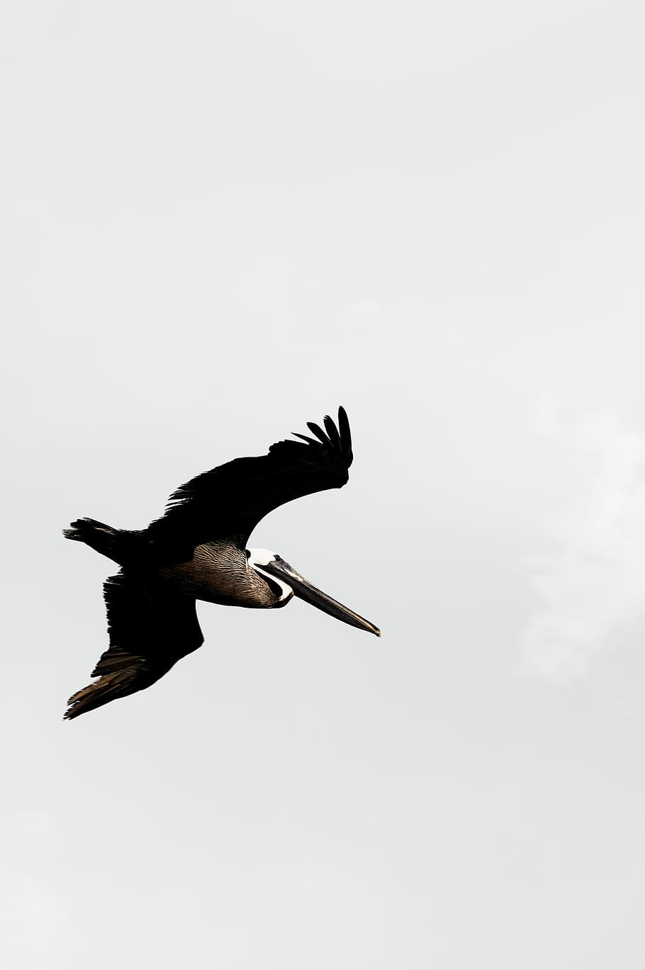 blanco, negro, pájaro de gran tamaño, volando, durante el día, de gran tamaño, pájaro, pájaros, marrón, gris