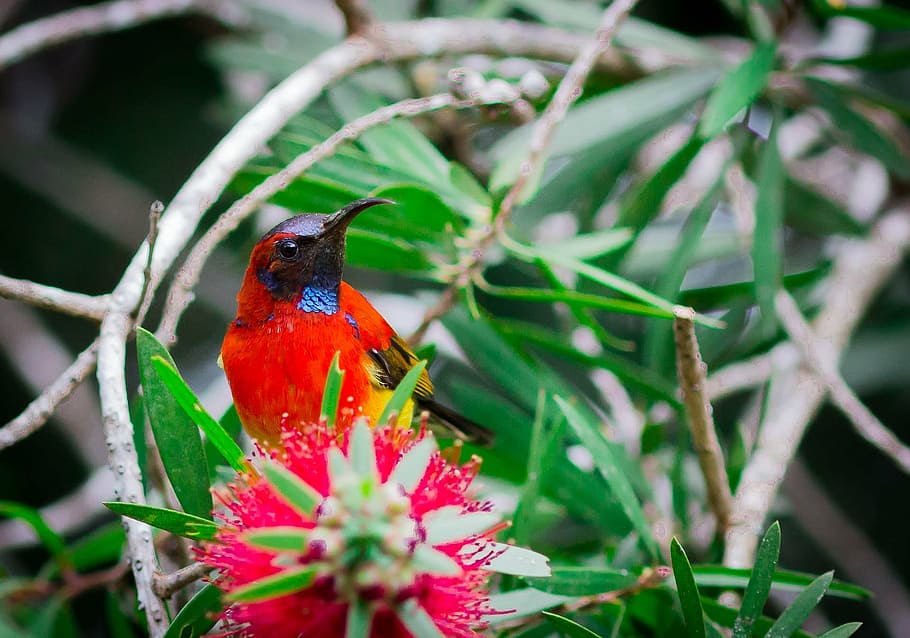sunbird bird, birds, doi ang khang, red feather, crimson sunbird, small, long curved beak, animal themes, plant, animal