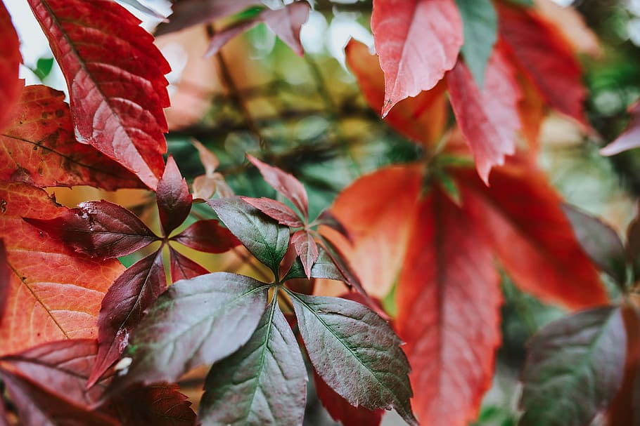 hojas, árboles, Primeros planos, primer plano, verde, rama, hoja, otoño, naturaleza, rojo