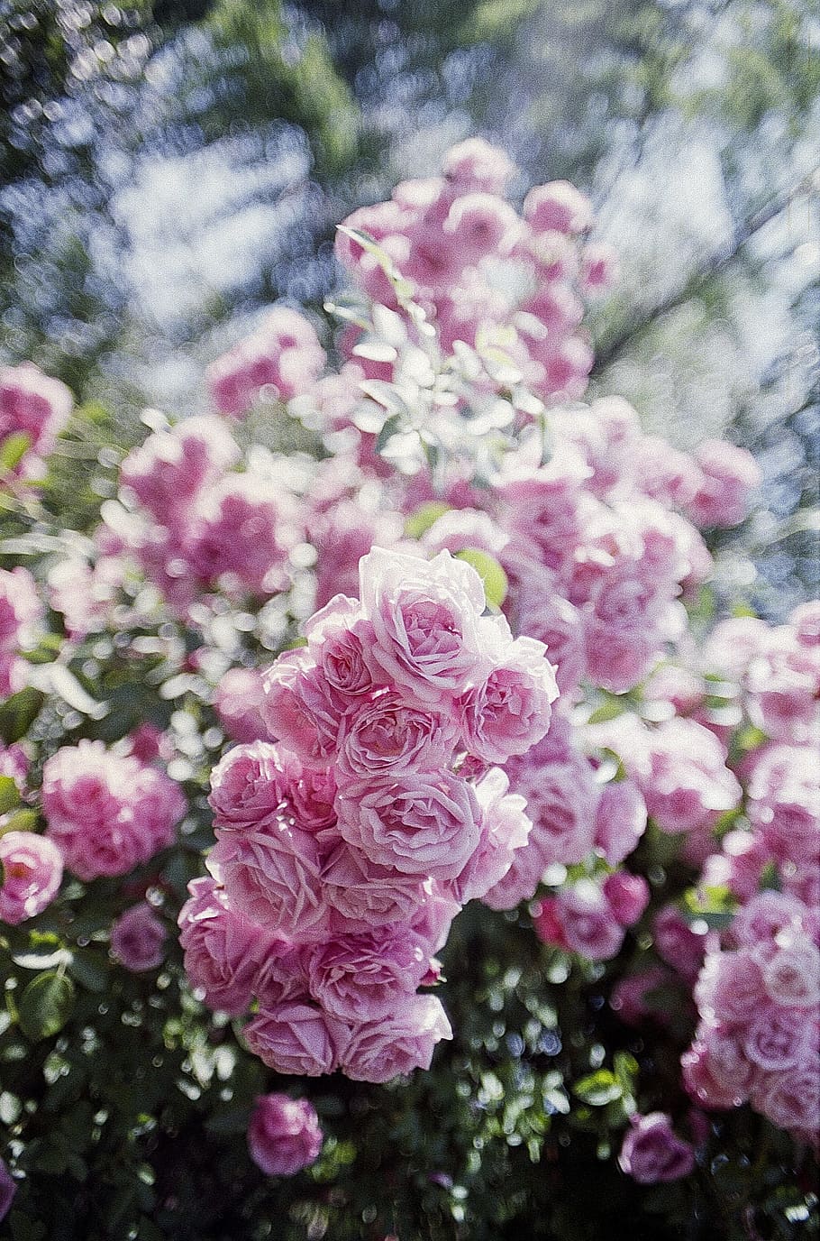 close, pink, rose, close up, pink rose, vintage, romantic, flower, nature, love