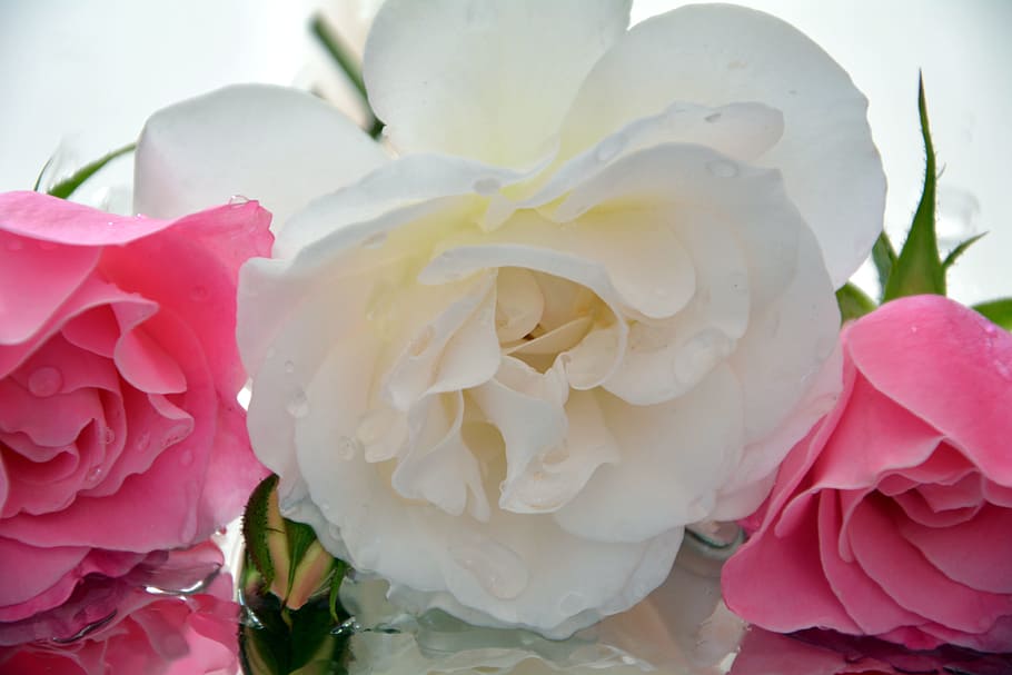 Pedals, Icebergs, Roses, Fragrant, flower, petal, rose - flower, pink color, flower head, freshness