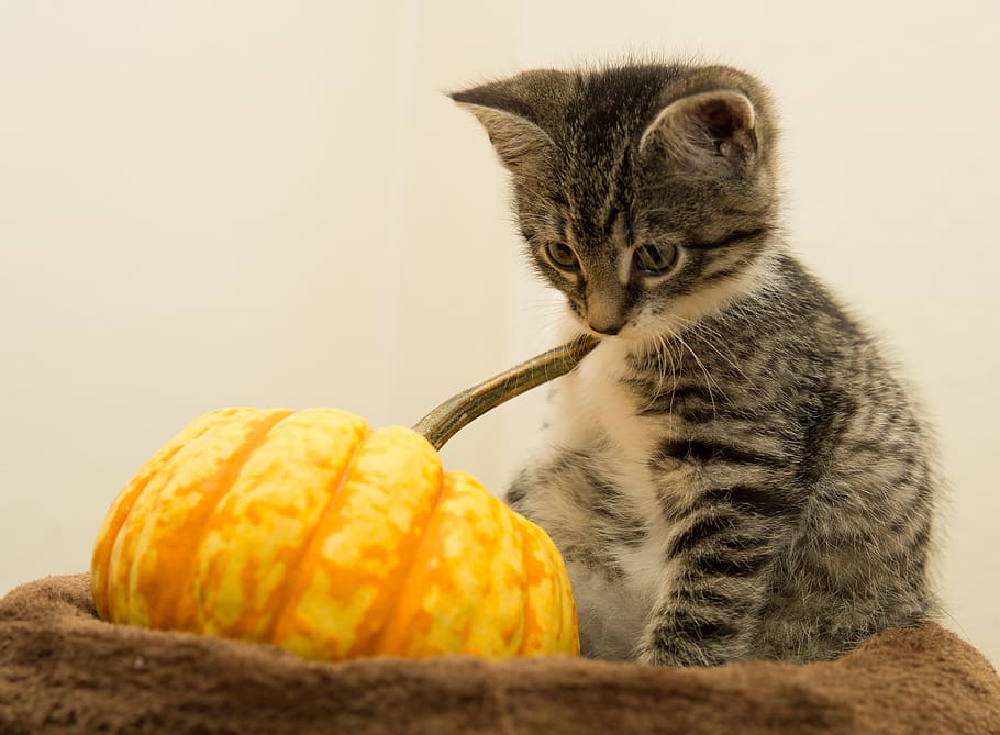 cat, pumpkin, halloween, small, mackerel, kitten, domestic cat, pet, cute, sweet