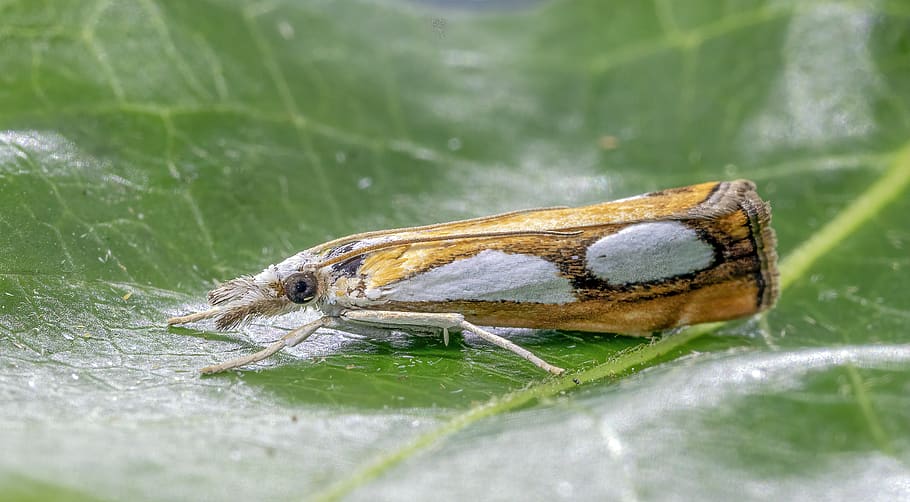 pearl grass-veneer, moth, micro, close, nature, pattern, wings, brown, head, tiny