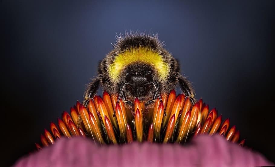 macro photography, honeybee, perched, flower stamen, animals, flowers, bug, nature, flower, bumblebee