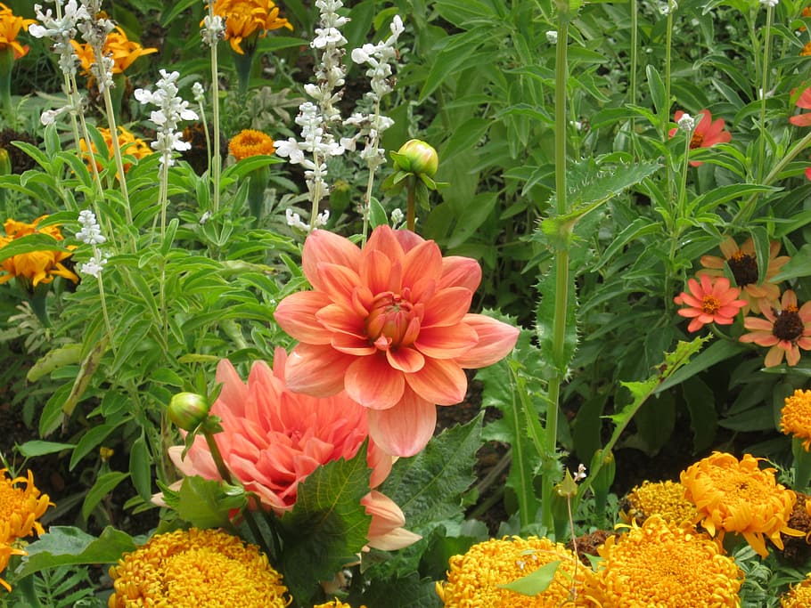 flowers, blütenmeer, bed, discounts, decoration, decorative, garden, flower meadow, garden exhibition, colorful