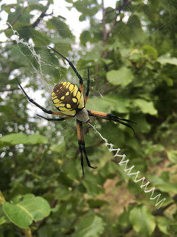 Royalty Free Golden Orb Spider Photos Free Download Pxfuel