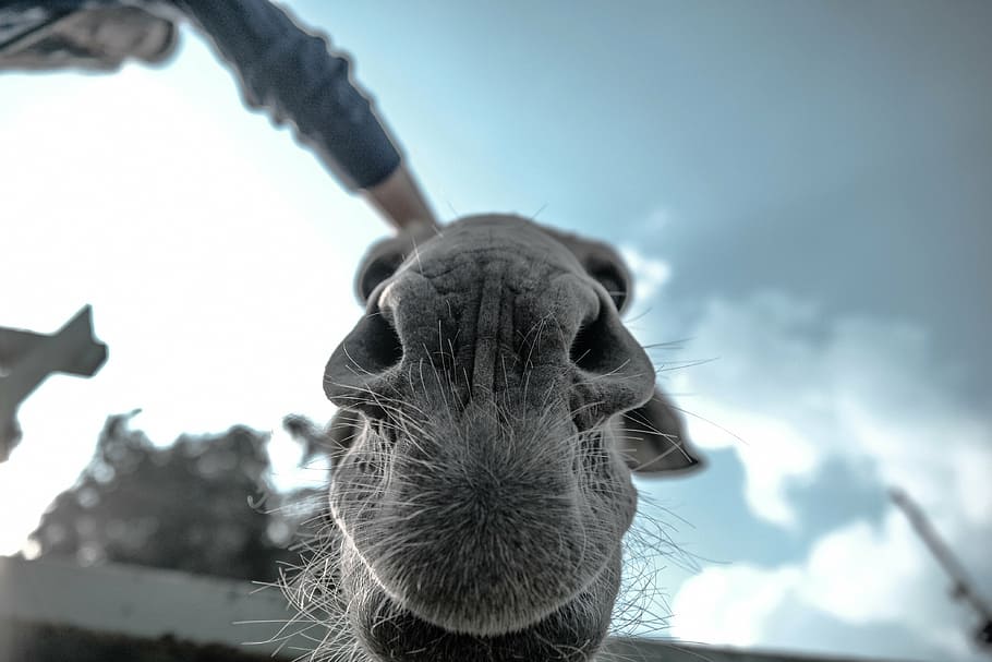 close-up photo, animal face, greyscale, camel, animals, mammals, snout, whiskers, nose, cute